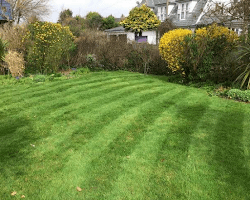 Trimmed lawn