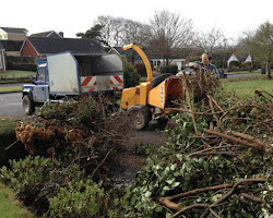 Tree Surgery Services