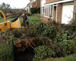 Tree Removal Services